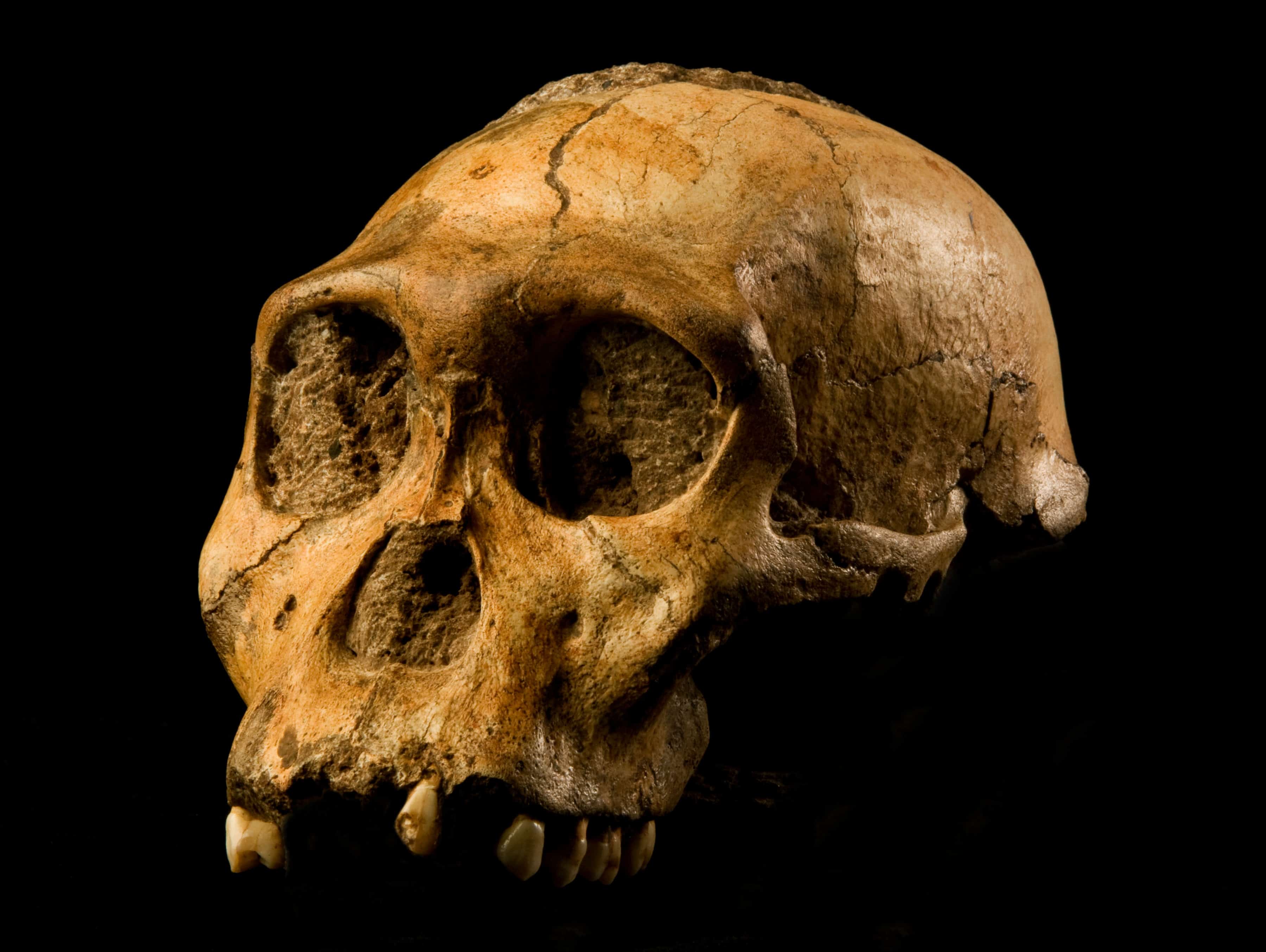 New archaeology findings are redefining human history faster than ever 1