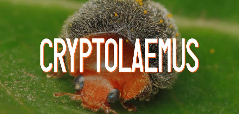 Meet the white-hat group fighting Emotet, the world's most dangerous malware 1 Cryptolaemus