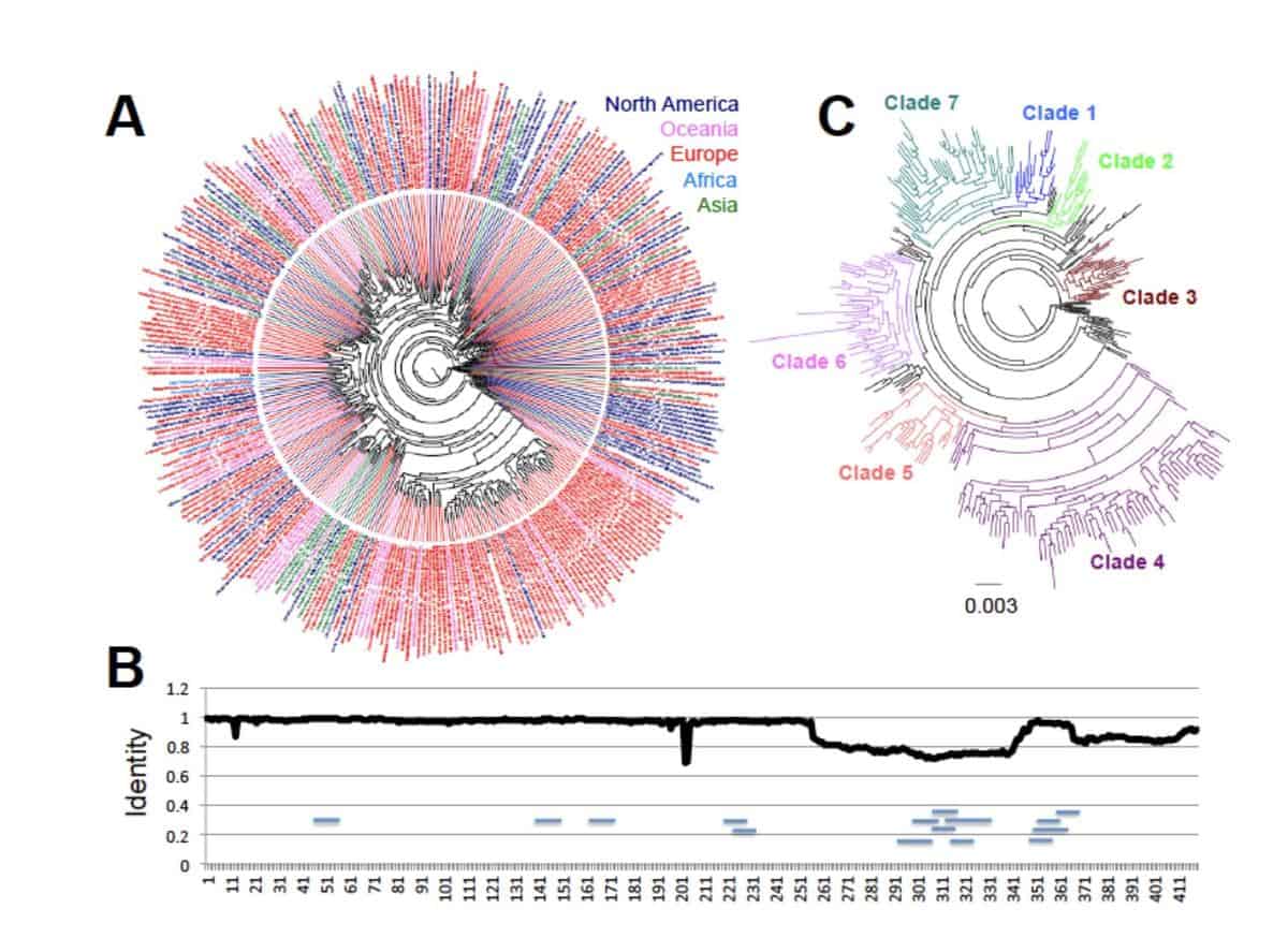Surveilling the virus: With unprecedented amounts of genetic data, researchers are tracking how COVID-19 is evolving around the world 1 dumonteil-herrera-2020-phylogeny-of-covid-19.jpg