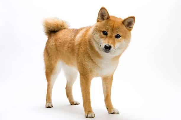 Shiba Inu